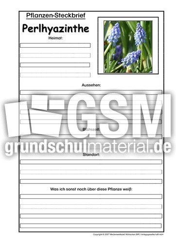 Pflanzensteckbrief-Perlhyazinthe.pdf